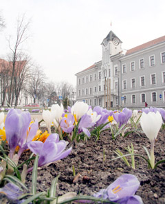 Šiaulių valdininkams — storiausias pyragas Šiaulių valdininkams — storiausias pyragas