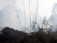 Dūčių durpyną mėginta padegti penkis kartus Dūčių durpyną mėginta padegti penkis kartus