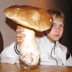 Baravykas svėrė kilogramą Baravykas svėrė kilogramą