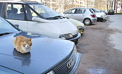 Automobilių vagys naktimis nemiega Automobilių vagys naktimis nemiega