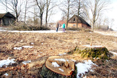 Ąžuolai parduoti medienai Ąžuolai parduoti medienai