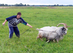 Vilkai papjovė 10 ožkų Vilkai papjovė 10 ožkų