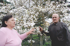 Optimizmas skleidžiasi su magnolijos žiedais Optimizmas skleidžiasi su magnolijos žiedais