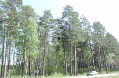 Miško parkui tebereikia visuomenės pagalbos Miško parkui tebereikia visuomenės pagalbos