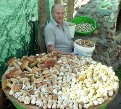 Baravykų derlius Baravykų derlius