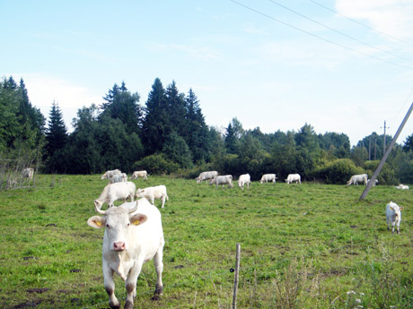 Vietoj makaronų – karvė išsimokėtinai Vietoj makaronų – karvė išsimokėtinai