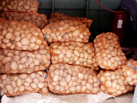 Ar bulvės „nepabėgs“ paskui burokus ir mokas? Ar bulvės „nepabėgs“ paskui burokus ir mokas?