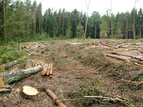 Rezerviniai miškai atsidūrė aukcionuose Rezerviniai miškai atsidūrė aukcionuose