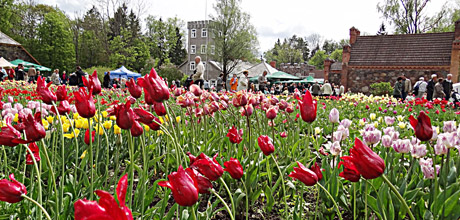 Dvaras viliojo tulpėmis ir pramogomis
