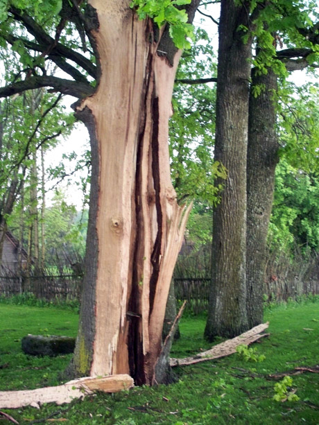 Žai­bas smo­gė šim­ta­me­čiam ąžuo­lui