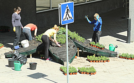Prie universiteto „išaugo“ gėlė Prie universiteto „išaugo“ gėlė
