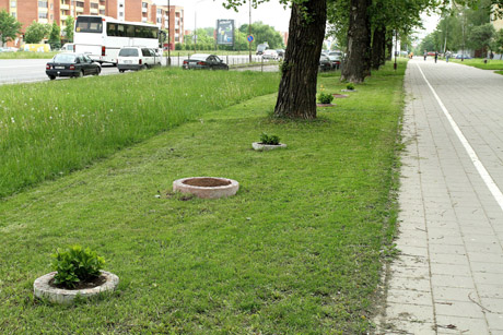 Prie batsiuvio dirbtuvių žydi gėlės Prie batsiuvio dirbtuvių žydi gėlės