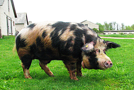 Parodoje pelnė apdovanojimų Parodoje pelnė apdovanojimų