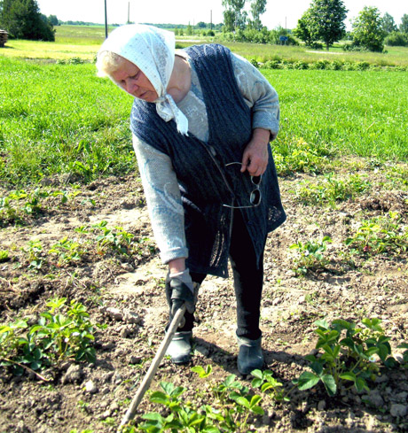 Braškės nokti neskuba Braškės nokti neskuba