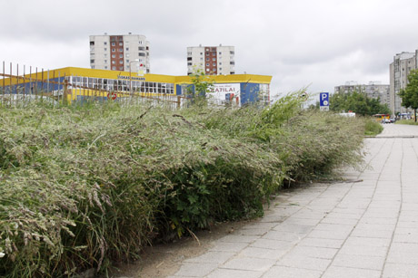 Savivaldybė apleido miestą žolėmis Savivaldybė apleido miestą žolėmis
