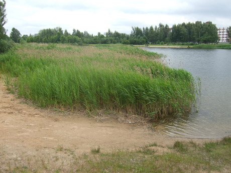 Eibariškių tvenkinį okupuoja augalai Eibariškių tvenkinį okupuoja augalai