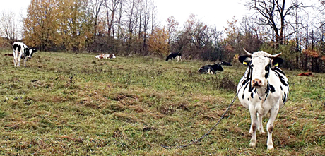 Pakruojis – pirmas žemdirbystės reitinge Pakruojis – pirmas žemdirbystės reitinge
