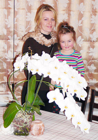 Orchidėja pražydo 41 žiedu Orchidėja pražydo 41 žiedu