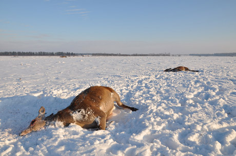 Elnių skerdynių byla tęsiasi Elnių skerdynių byla tęsiasi