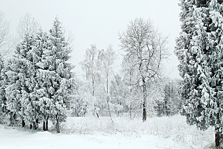 Lietuvą pasieks gausus sniegas. Savaitės pabaigoje žymiai atšals Lietuvą pasieks gausus sniegas. Savaitės pabaigoje žymiai atšals