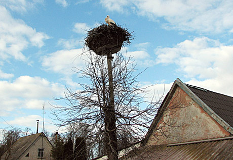 Gandrui šalčiai nesutrukdė Gandrui šalčiai nesutrukdė