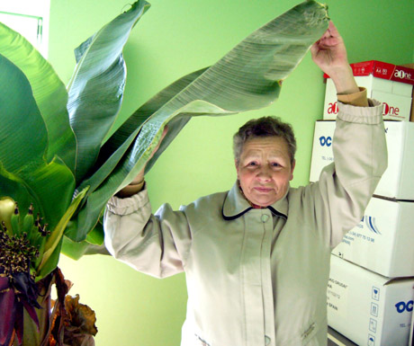 Bananas iš Tenerifės pražydo Joniškyje Bananas iš Tenerifės pražydo Joniškyje