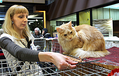 Murkiantys namų karaliai Murkiantys namų karaliai