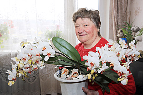 Orchidėja pražydo 95 žiedais Orchidėja pražydo 95 žiedais