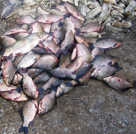 Sodyboje – brakonierių tinklai ir krūva žuvies Sodyboje – brakonierių tinklai ir krūva žuvies