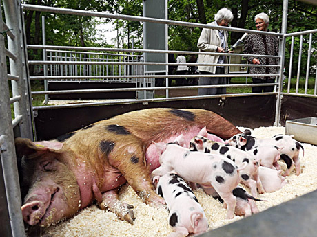 Lankytojus stebino kiaulės su karoliukais Lankytojus stebino kiaulės su karoliukais