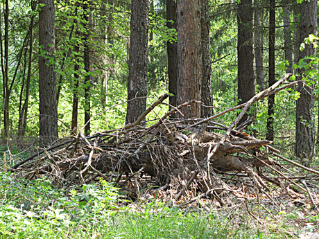 Dengtilčio pušynas – ne Vingio parkas Dengtilčio pušynas – ne Vingio parkas