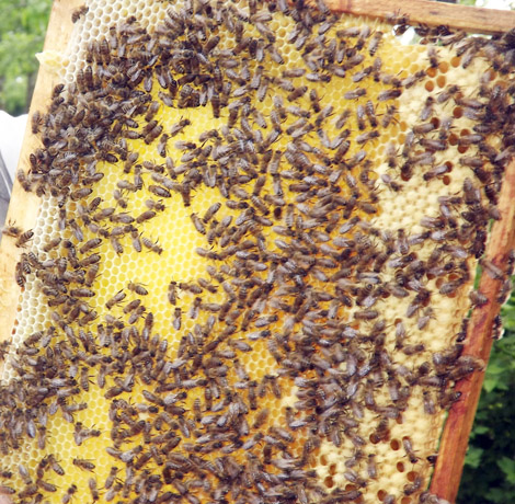 Bitės atnešė vasarą Bitės atnešė vasarą