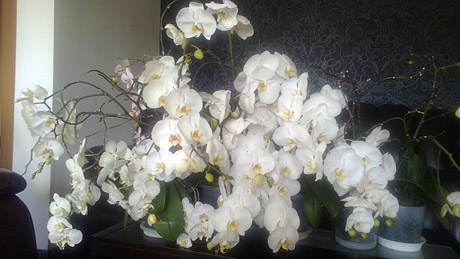 Orchidėjos veši ir nelepinamos Orchidėjos veši ir nelepinamos