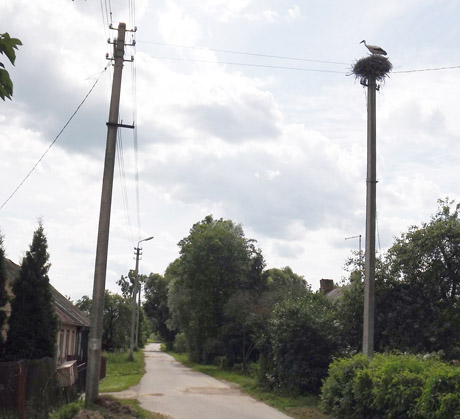 Gandrams ant elektros stulpo pavojaus dar nėra Gandrams ant elektros stulpo pavojaus dar nėra