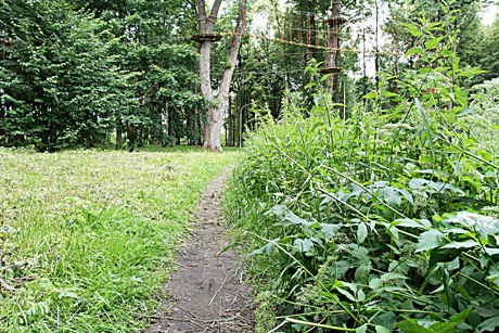 Vasarą parkai primena džiungles Vasarą parkai primena džiungles