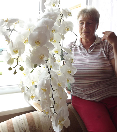 103 orchidėjos žiedai 103 orchidėjos žiedai