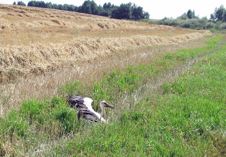 Sužeisto gandro išgelbėjimas Sužeisto gandro išgelbėjimas