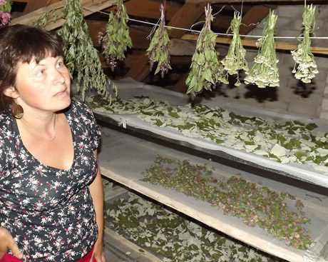 Vaistažoles augina ir savo darže Vaistažoles augina ir savo darže