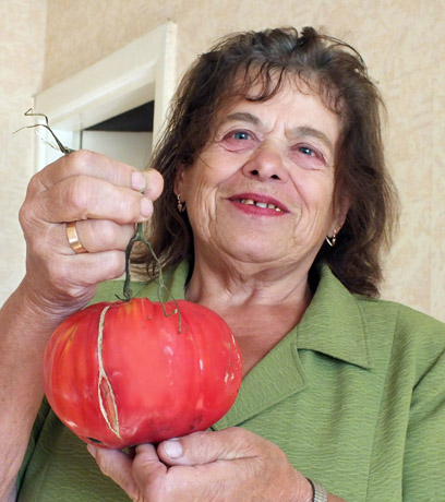Užaugo beveik kilograminiai pomidorai Užaugo beveik kilograminiai pomidorai