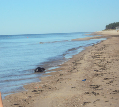 Bebro gelbėjimo operacija nudistų paplūdimyje Bebro gelbėjimo operacija nudistų paplūdimyje