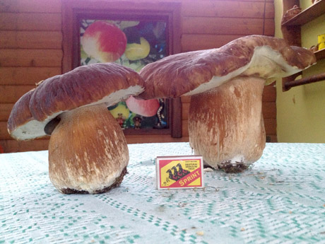 Grybas svėrė 1260 gramų Grybas svėrė 1260 gramų