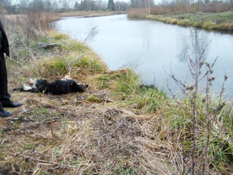 Pavogtas šuo rastas negyvas tvenkinyje