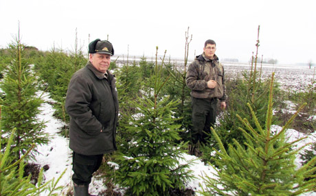 Eglutės radviliškiečiams – ir iš kalėdinės plantacijos Eglutės radviliškiečiams – ir iš kalėdinės plantacijos