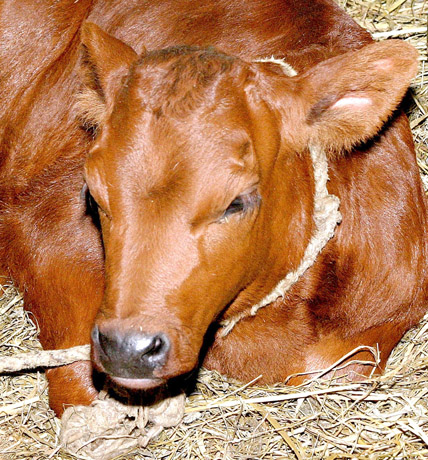 Ūkininkę apmovė nekviestas veršių supirkėjas Ūkininkę apmovė nekviestas veršių supirkėjas