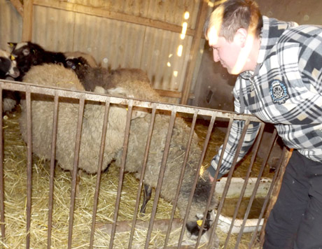 Jaunasis avių augintojas kaimo į miestą nekeistų Jaunasis avių augintojas kaimo į miestą nekeistų