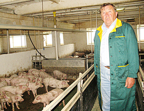 Kiaulių maras jau guldo šernus Kiaulių maras jau guldo šernus