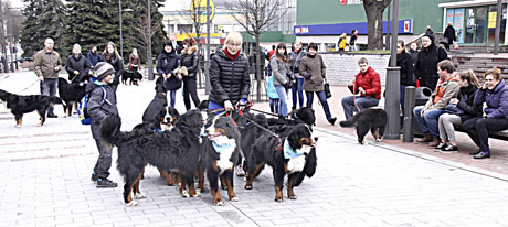 Pasivaikščioti kvietė „meškinai“