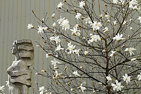 Pražydo įspūdingoji magnolija Pražydo įspūdingoji magnolija