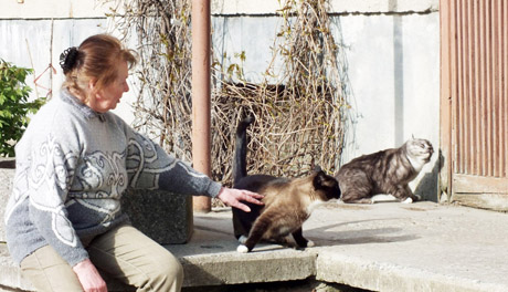 Siūlo saugoto miesto katinus Siūlo saugoto miesto katinus