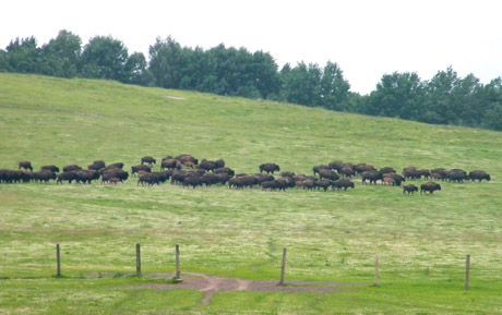 Laisvėje 100 bi­zo­nų kė­lė pa­vo­jų